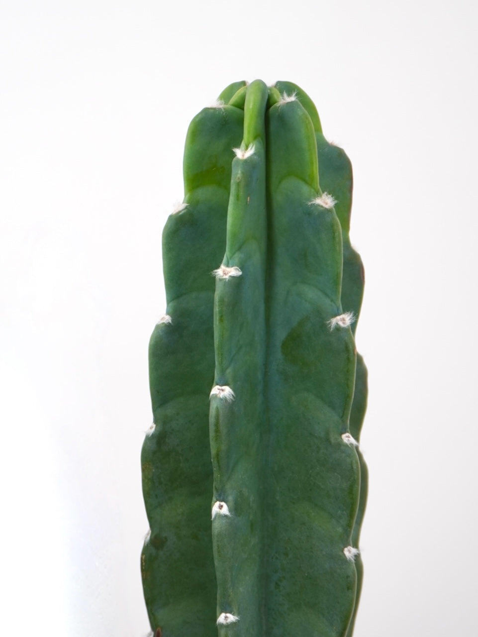 Ted the Cuddly Cactus, XL