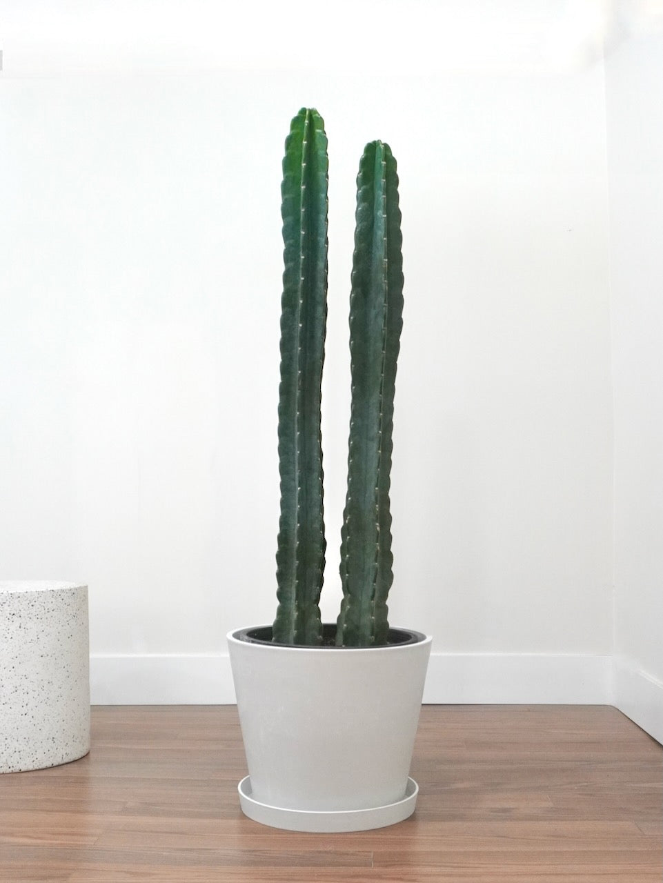 Ted the Cuddly Cactus, XL