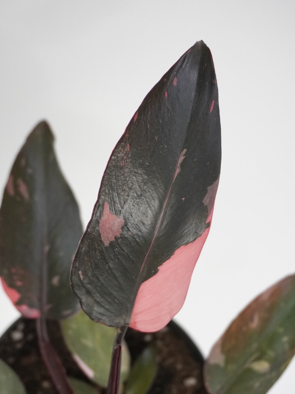 Barbie the Philodendron 'Pink Princess', Medium