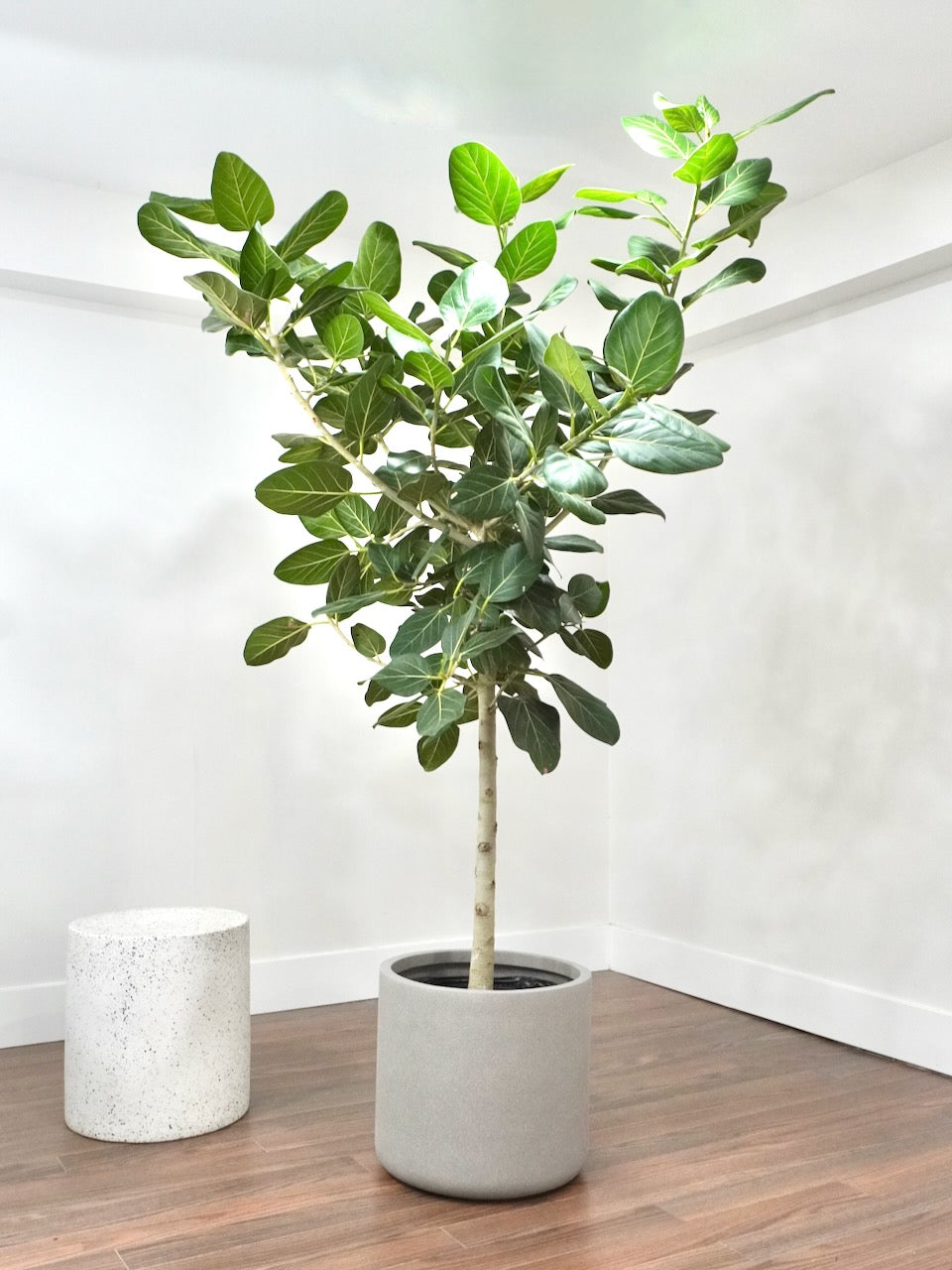 Khan the Ficus Audrey, XXL