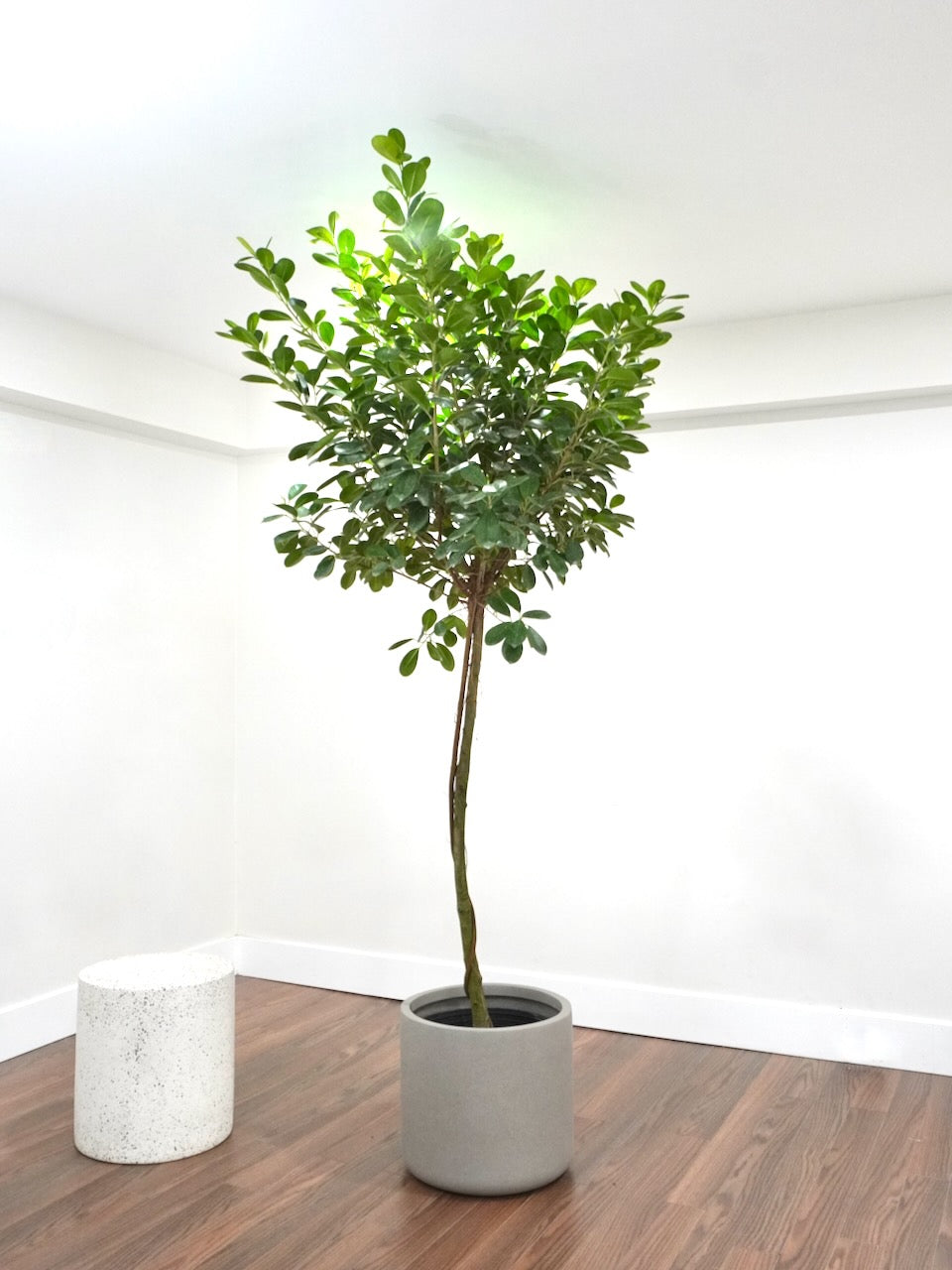 Gustav the Ficus Moclame, XXL