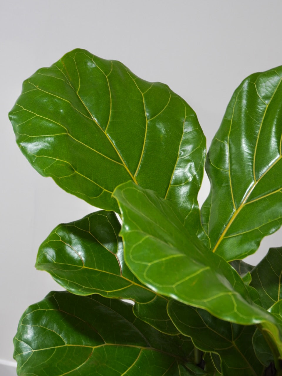Figgy the Fiddle Leaf Fig, XL Tall
