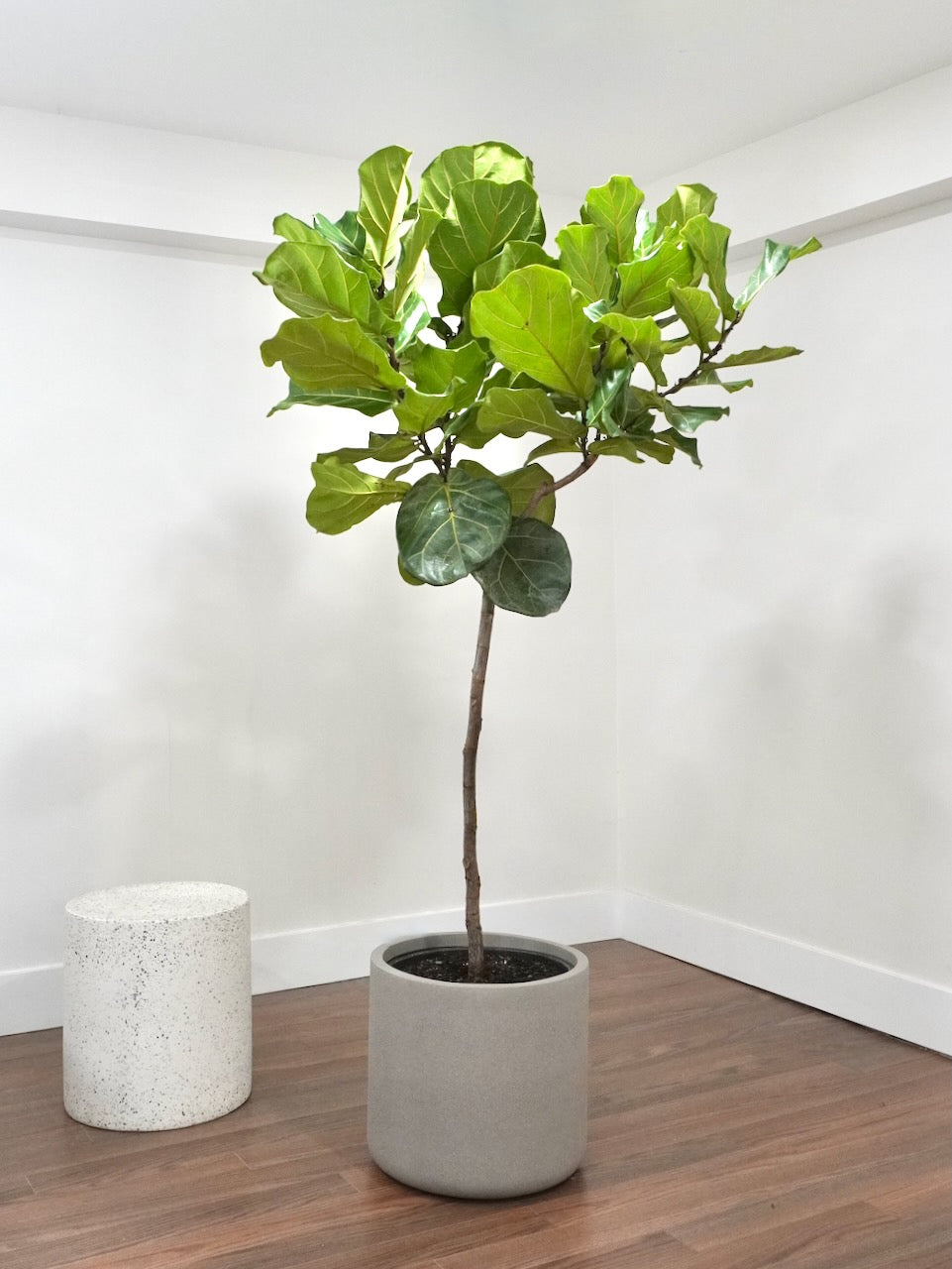 Figgy the Fiddle Leaf Fig, XXL