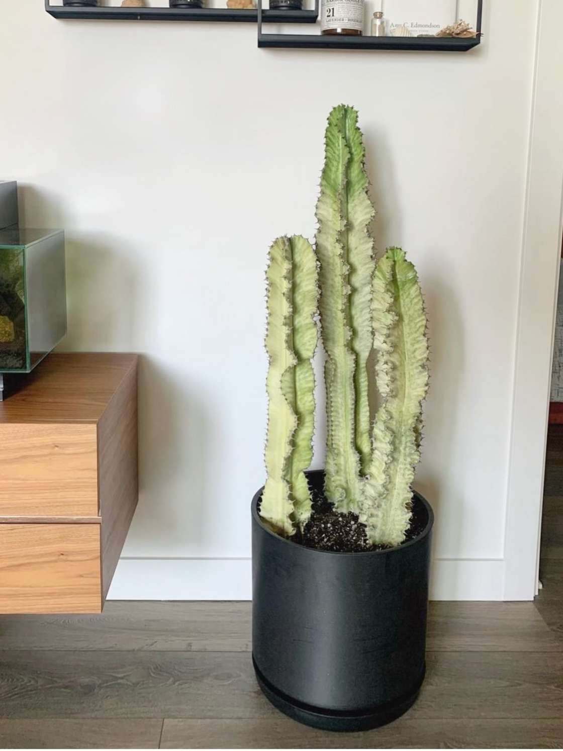Casper the Ghost Cactus, XXL