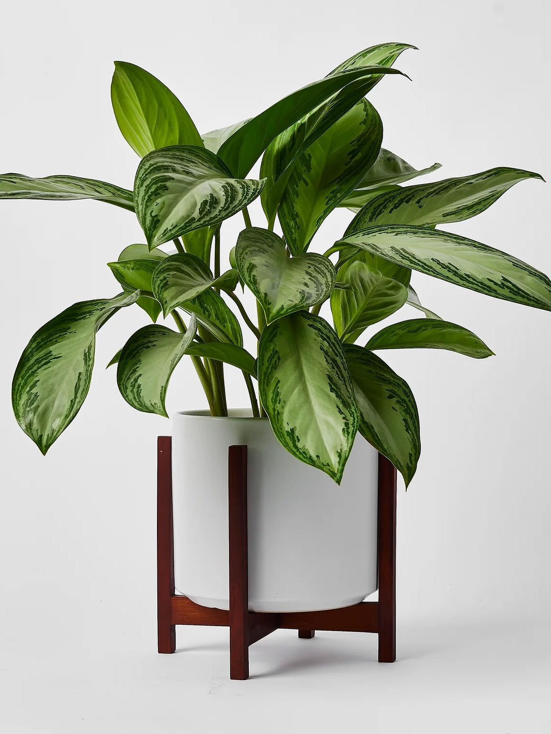 Tobago Mahogany Plant Stand, Large 9" (Multiple Colours)