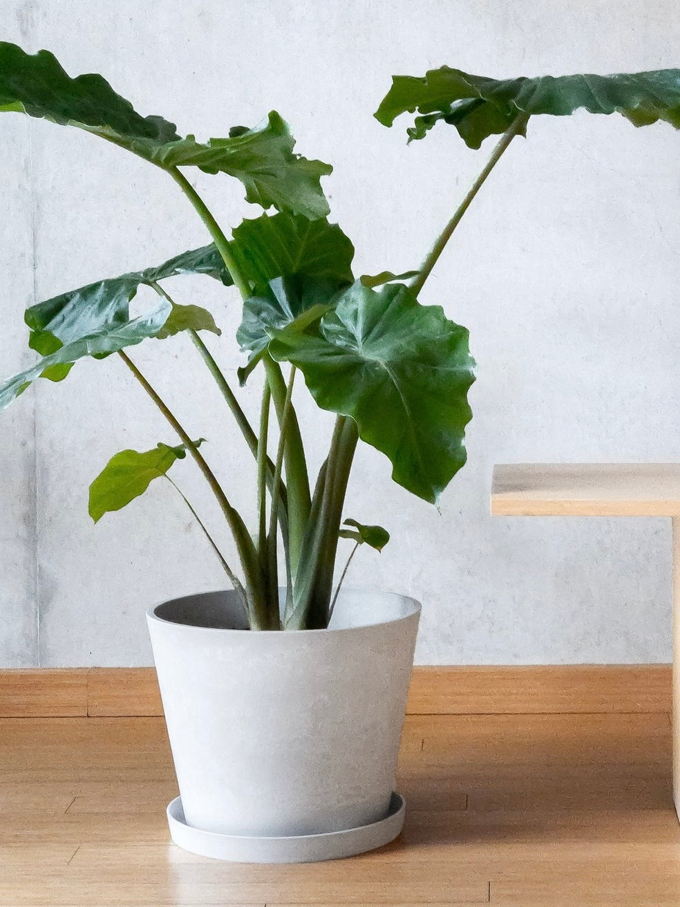Kanso Recycled Tapered Pot, XL 11" (Multiple Colours)