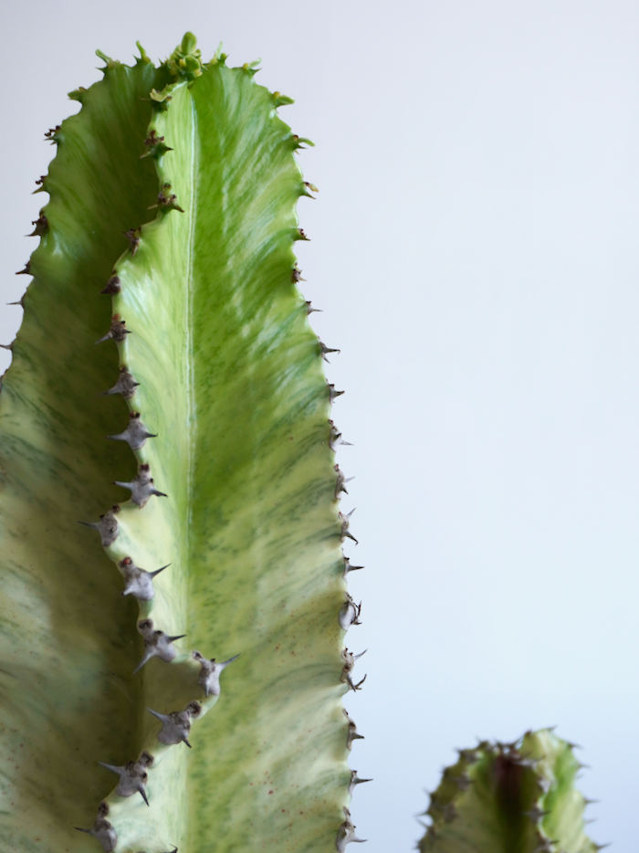 Casper the Ghost Cactus, XXL