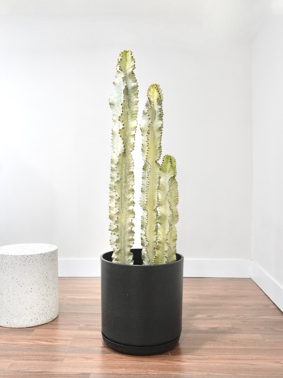 Casper the Ghost Cactus, XXL