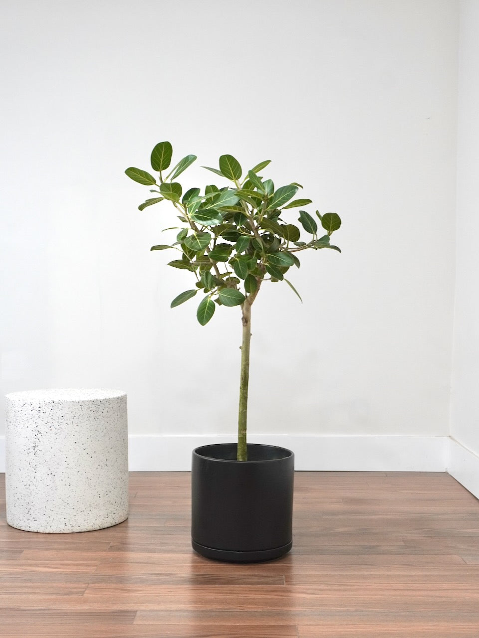 Khan the Ficus Audrey, XL *Special*