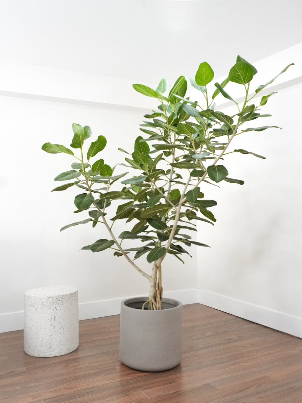 Khan the Ficus Audrey Bush, XXL