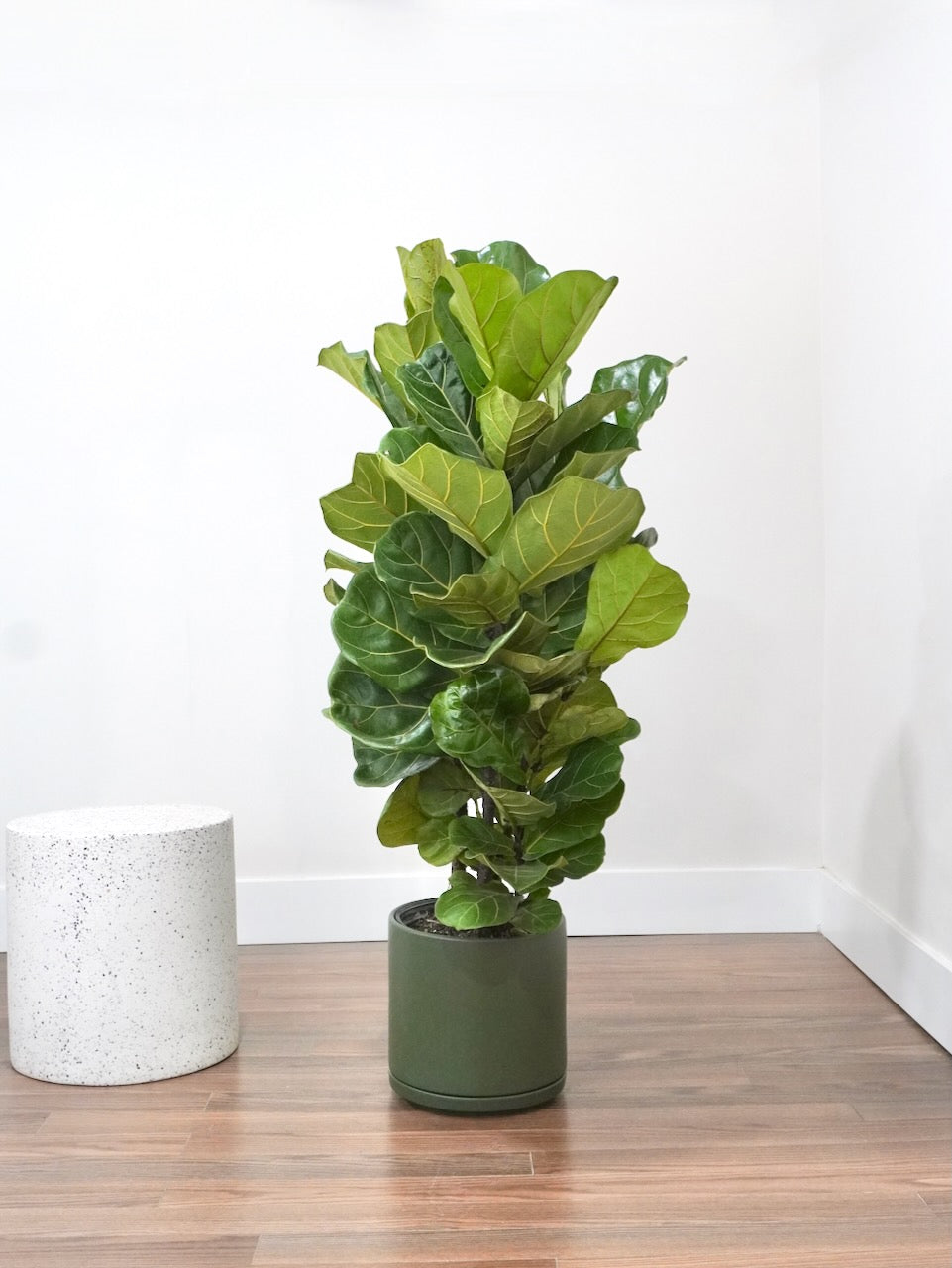 Figgy the Fiddle Leaf Fig 'Bush', XL Tall