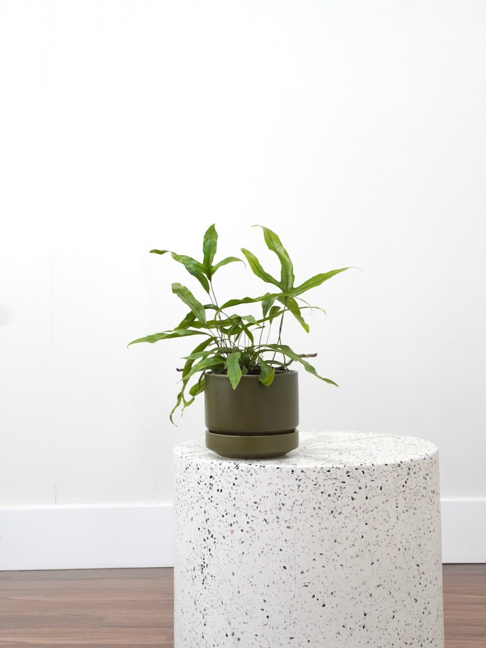 Joey the Kangaroo Paw Fern, Small