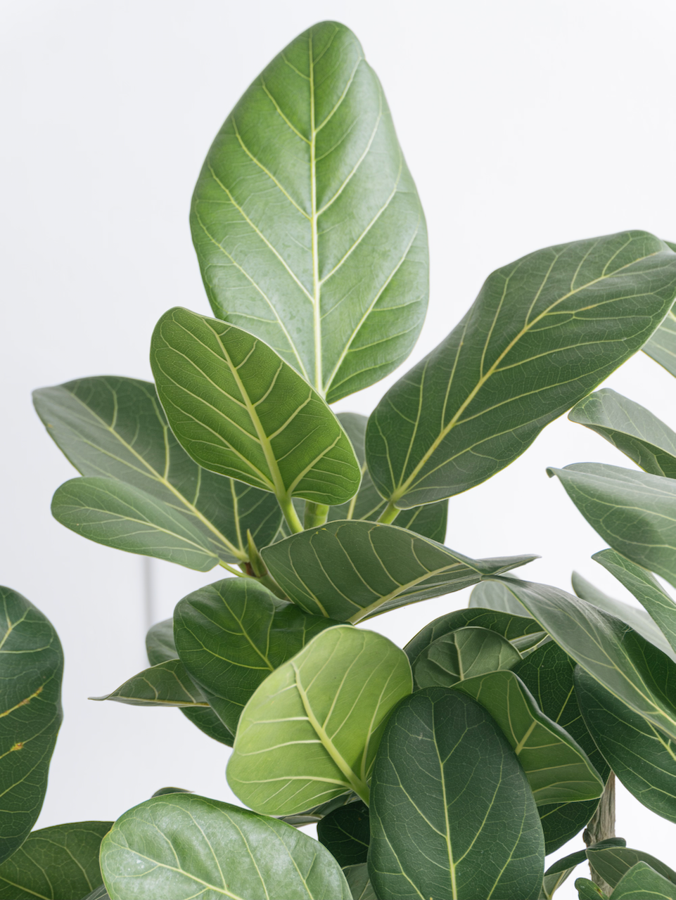 Khan the Ficus Audrey, XXL