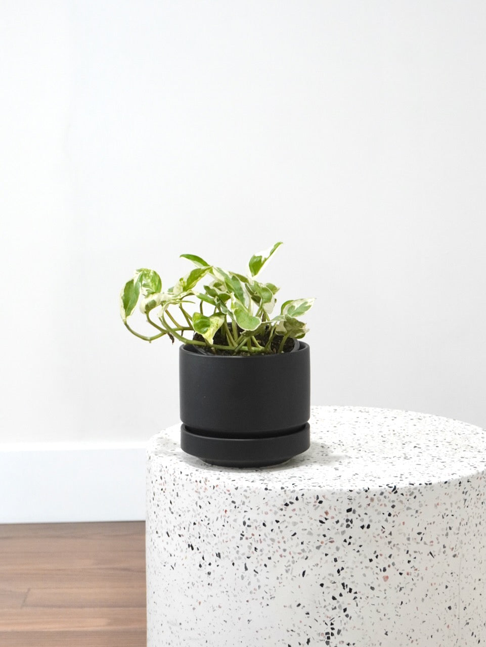 Jab-Jab the Pothos 'Pearls & Jade', Small