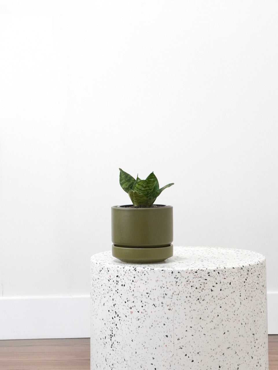 Monty the Snake Plant 'Green Hahnii', Small