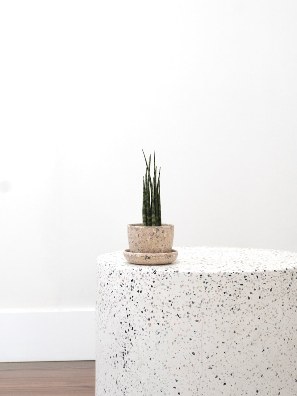 Monty the Snake Plant 'Mikado', XS