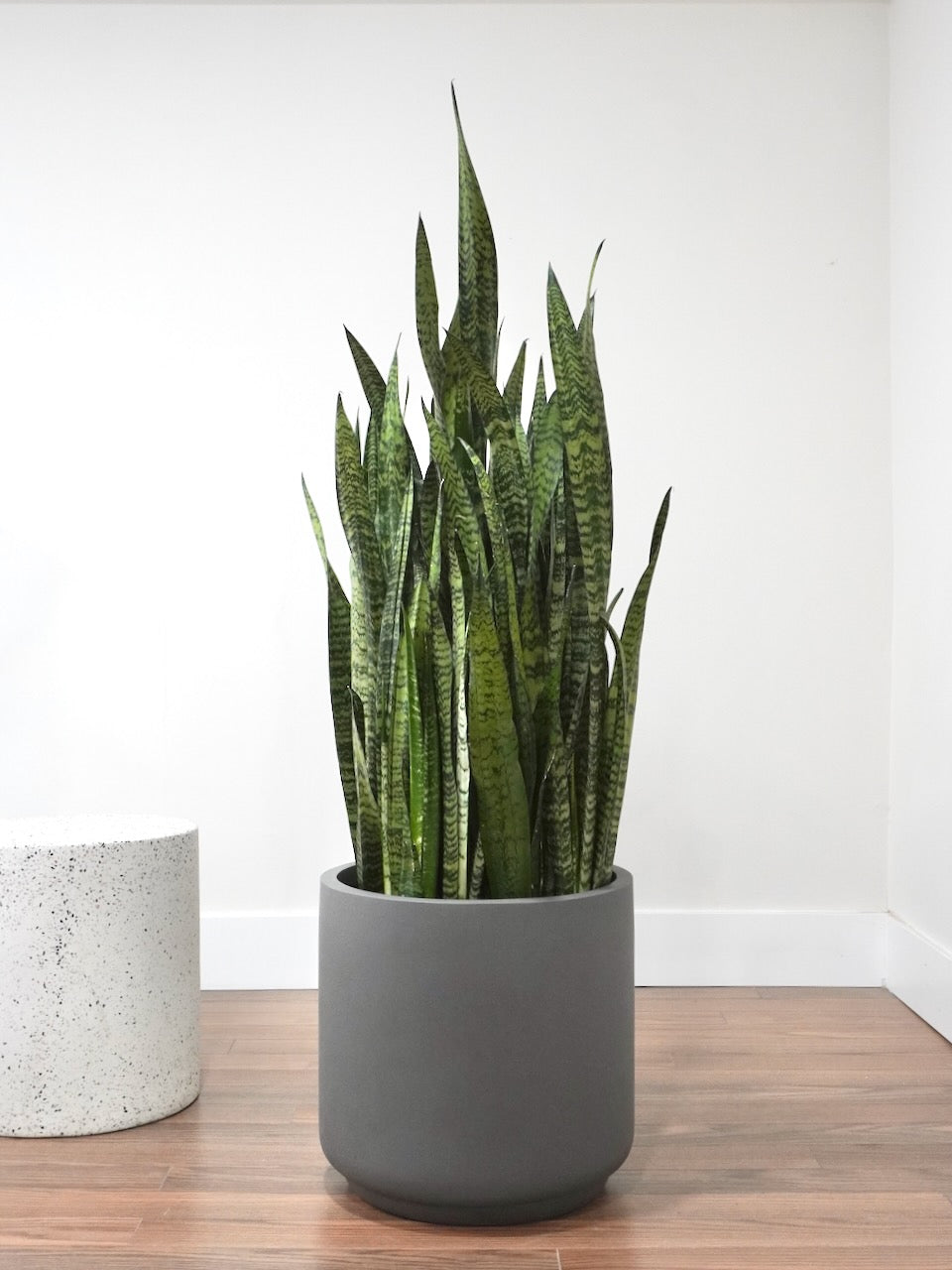 Kits Fibreglass Pot with Saucer, XXL 14" (Multiple Colours)