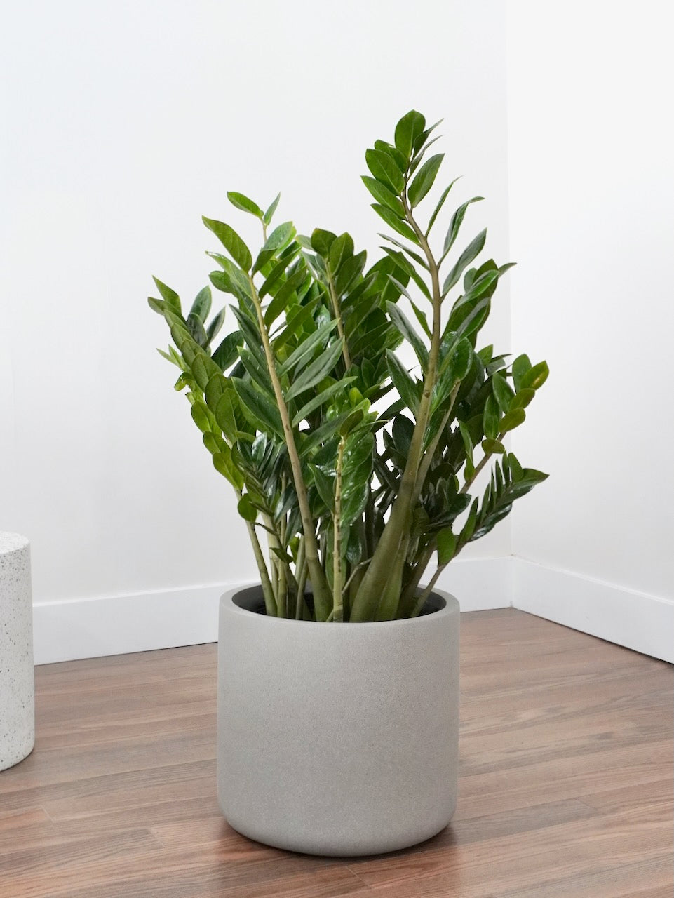 Ziggy the ZZ Plant, XXL