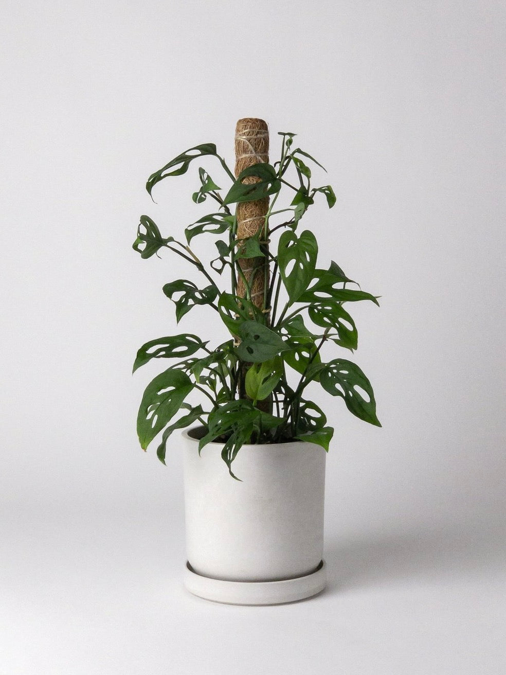 Kanso Coir Plant Support, Small