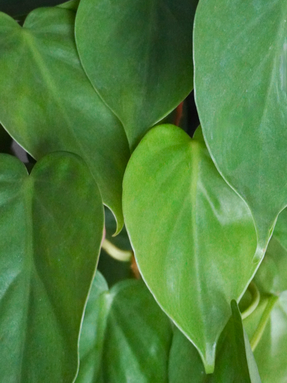 Cupid the Philodendron 'Heartleaf', Medium